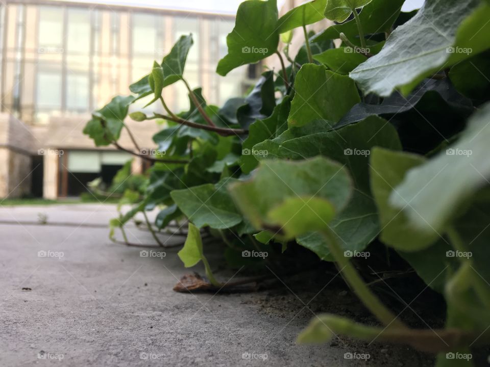 Ivy growing at the edge of a pathway at Western University. 
