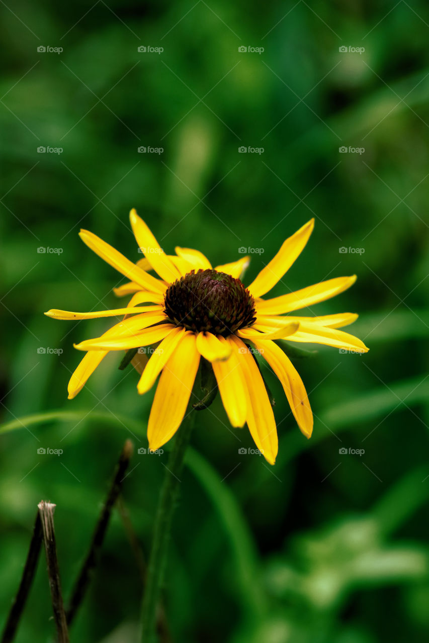 beautiful yellow flower in the garden. black eyes Susan