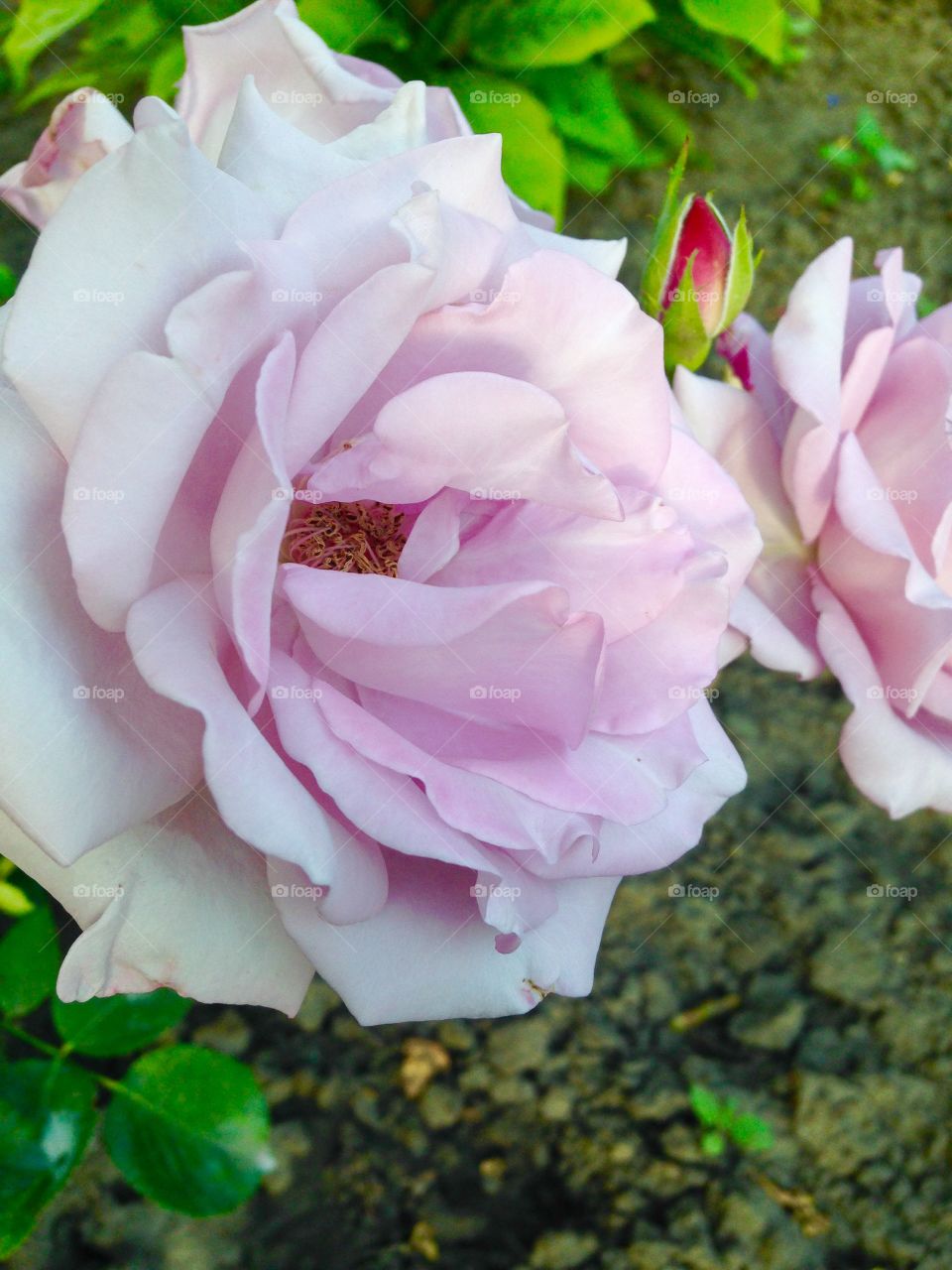 delicate rose bloomed in the garden