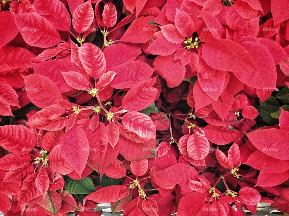 Poinsettias 