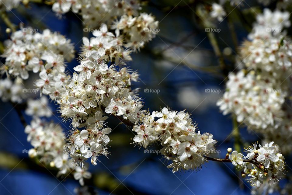 Low angle view of cherry blossoms blooming on tree