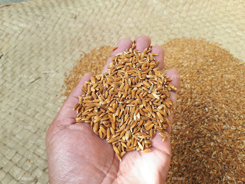 Newly harvested rice drying traditional way in Sri Lanka