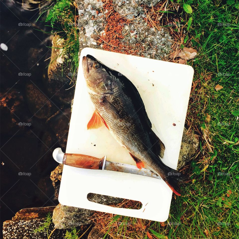 Fish pike cleaning outside by lake