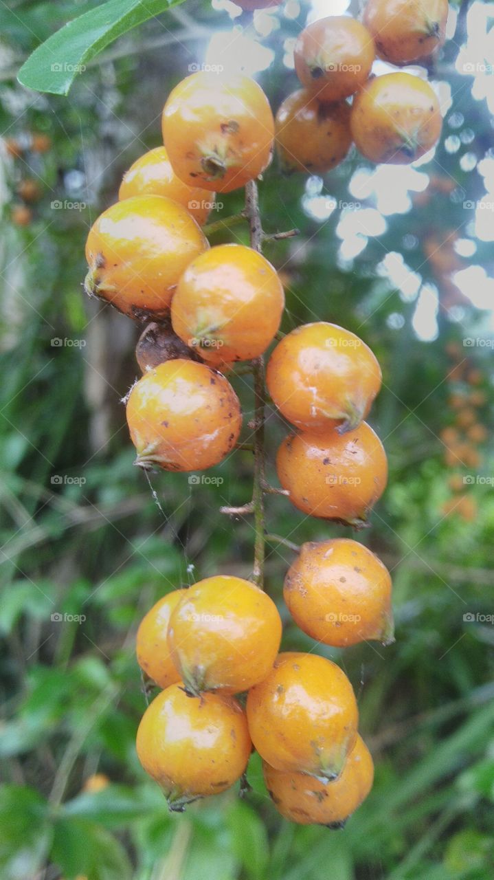 The fruit of memories