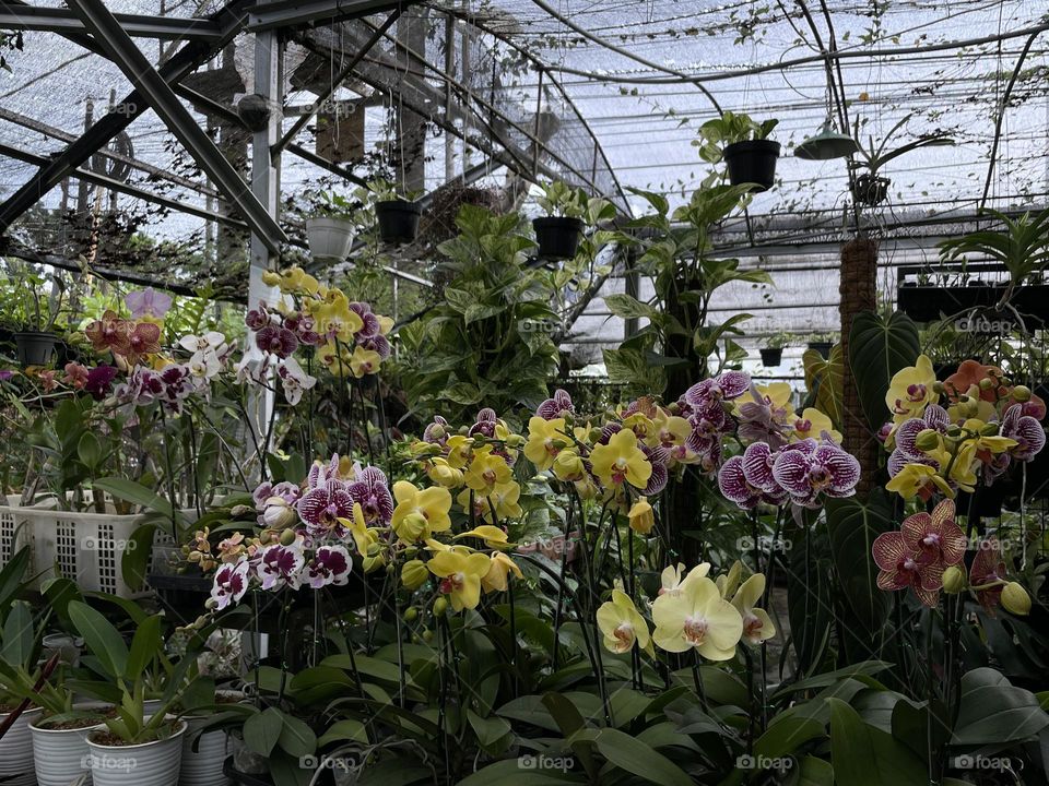 Plants in the hothouse