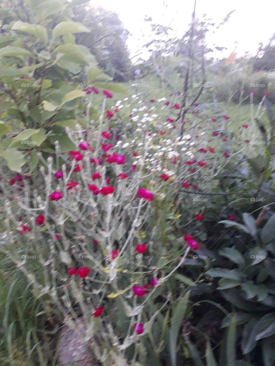 Lychnis in a flower bed