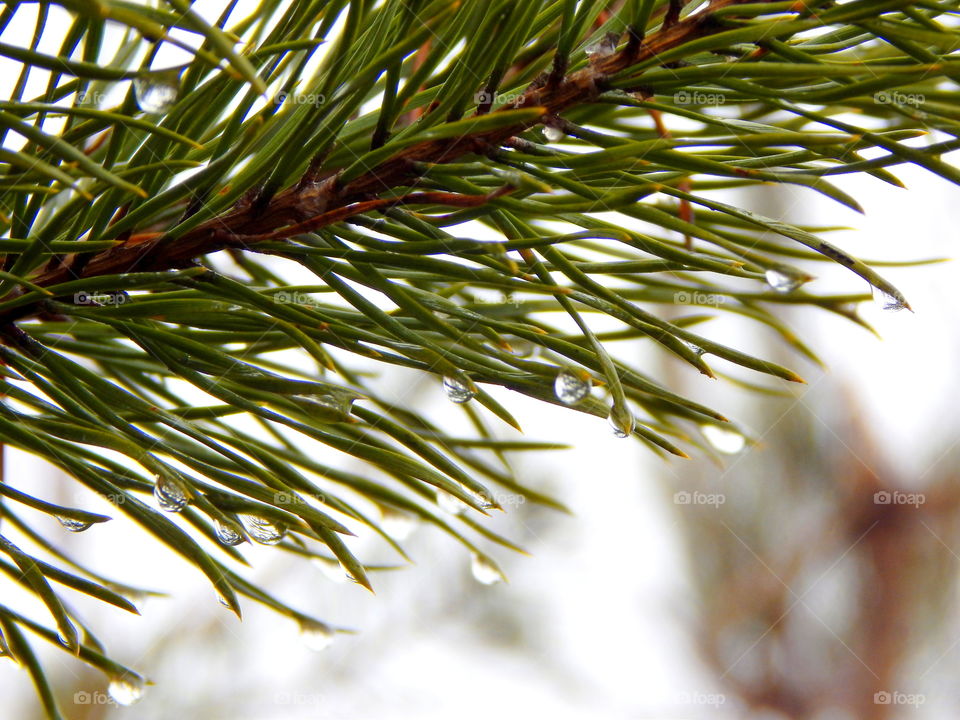 Spruce needles coating with water