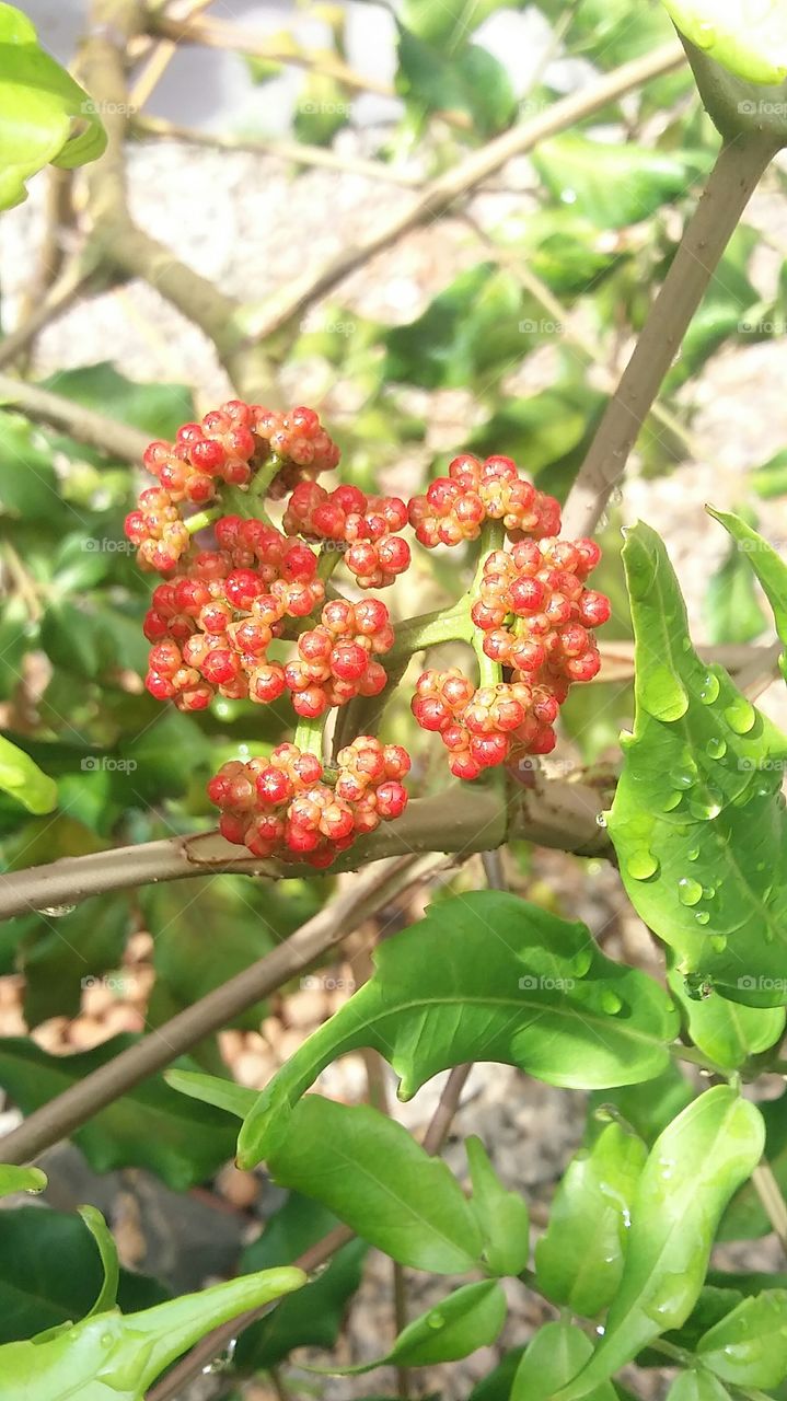 fruit