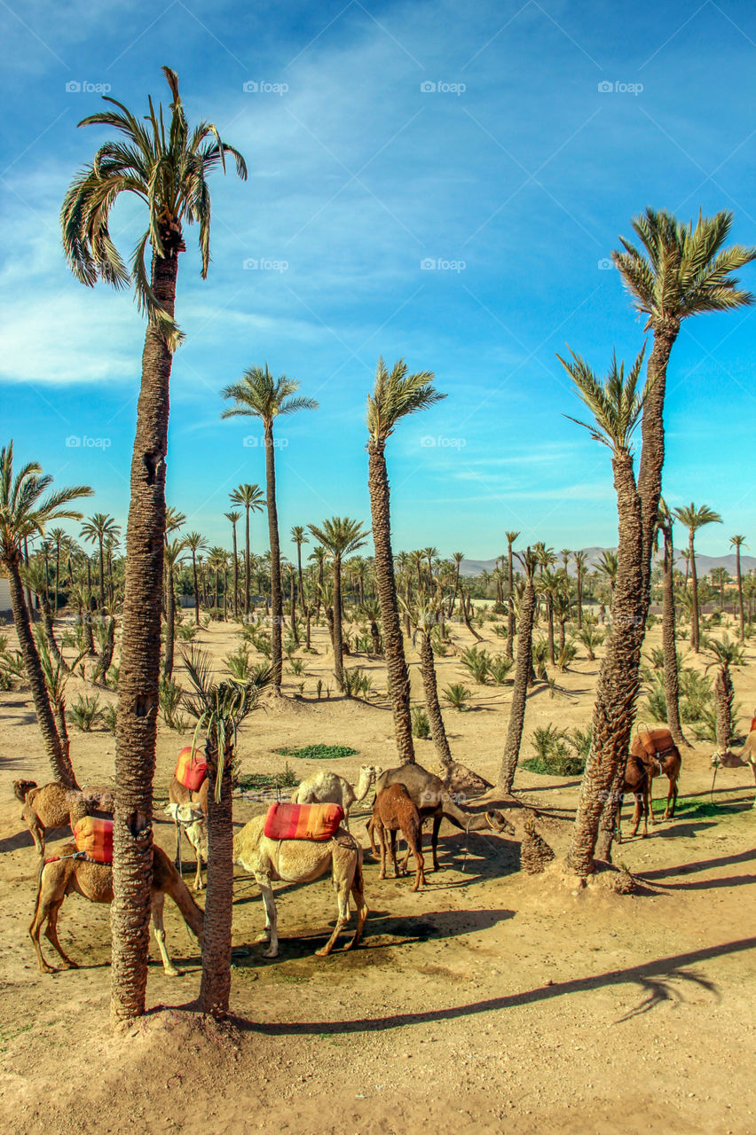 Out in the Moroccan desert 