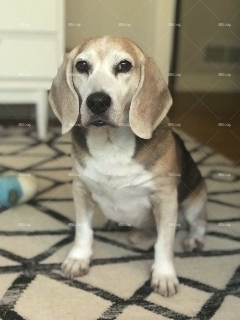 The littlest senior beagle 