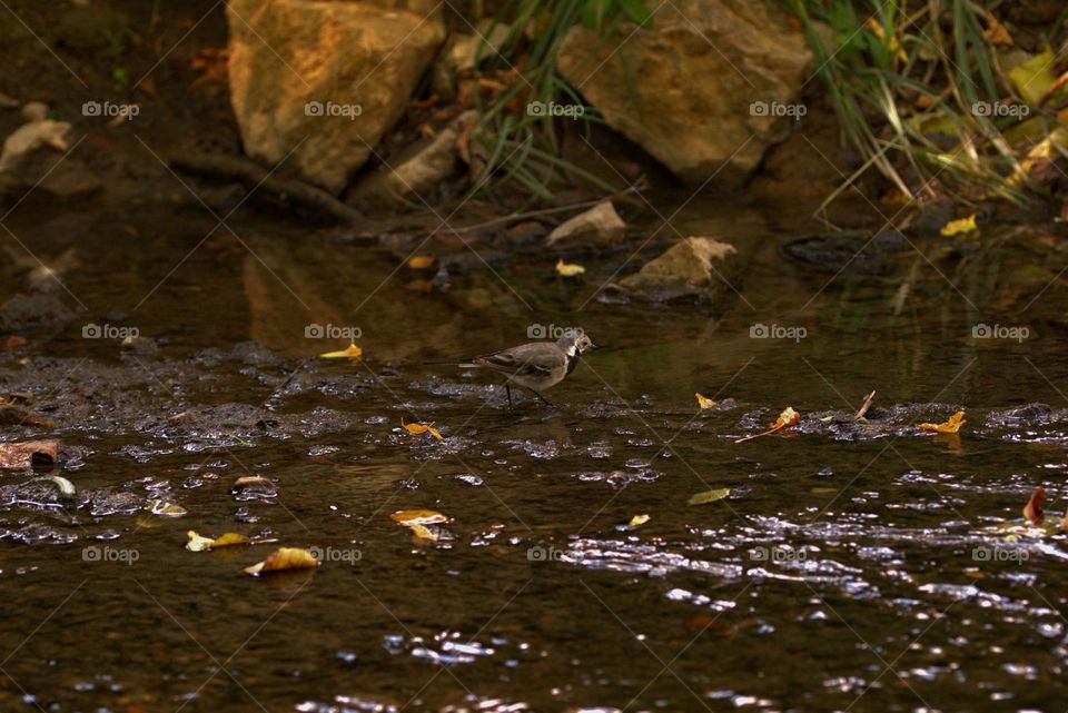 Motacilla alba,known as wagtail in its natural enviroment since the little BIRD loves water.