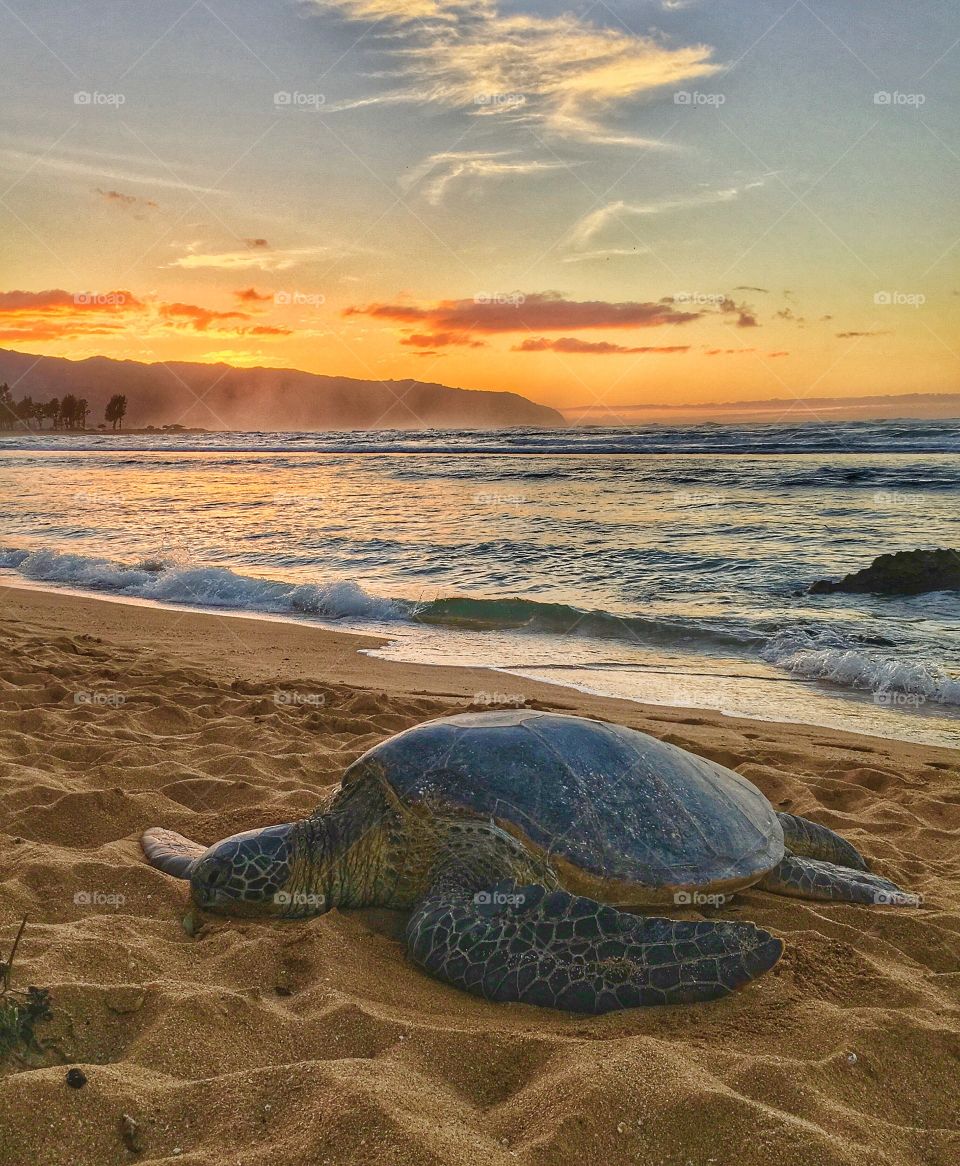 Sunset with Honu🐢
