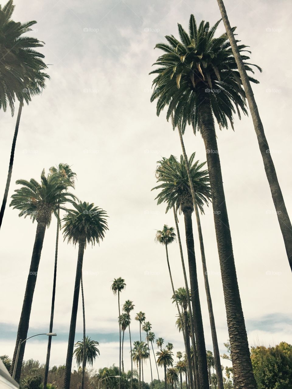 Palm trees LA