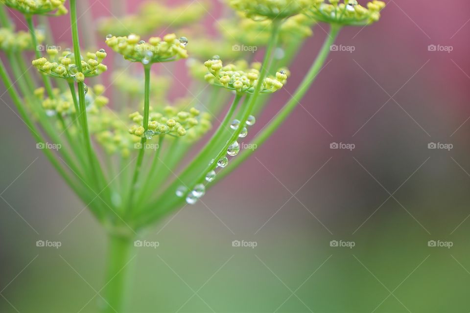 Fennel and Waterdrops