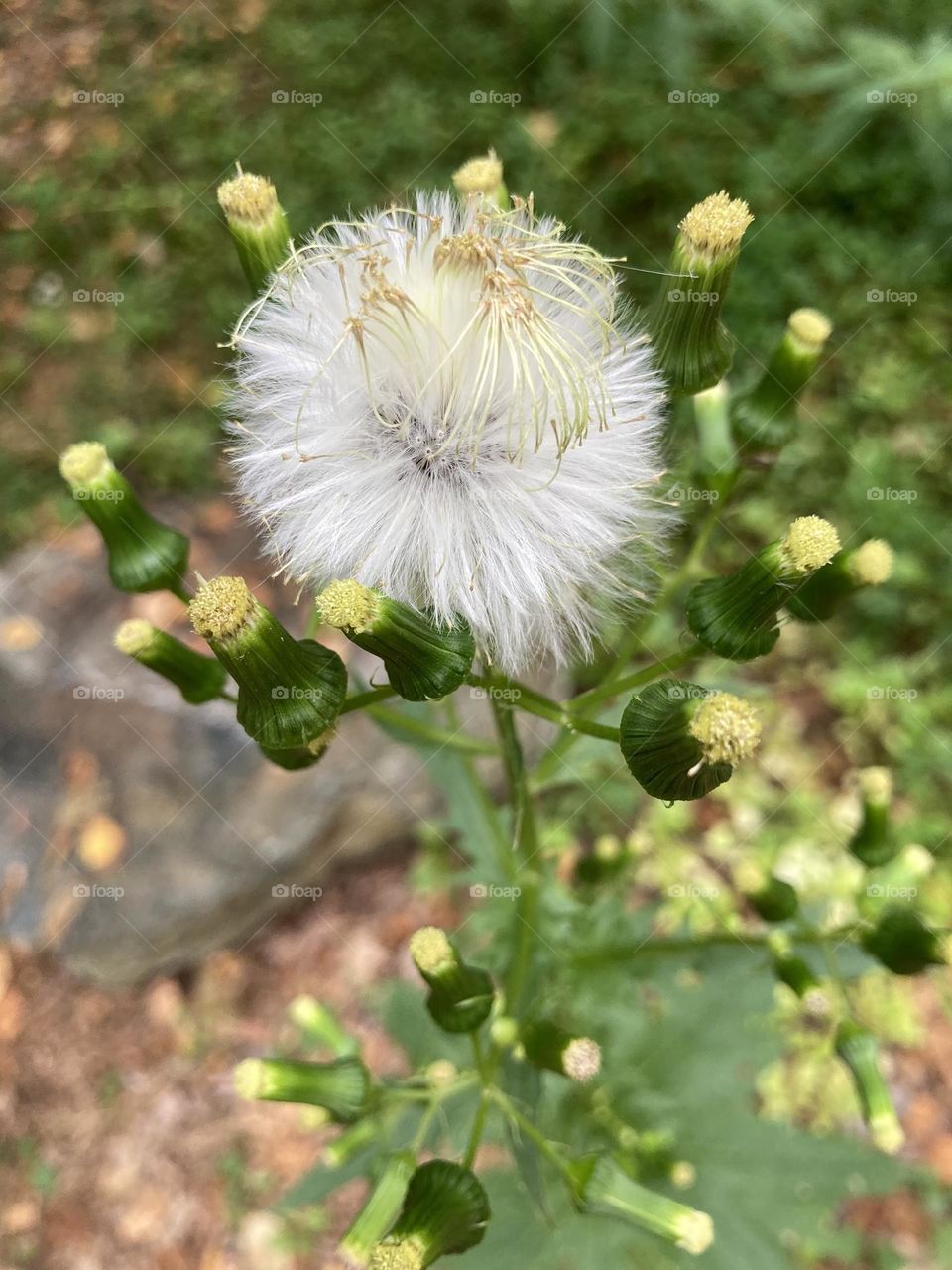 End of season dandelion