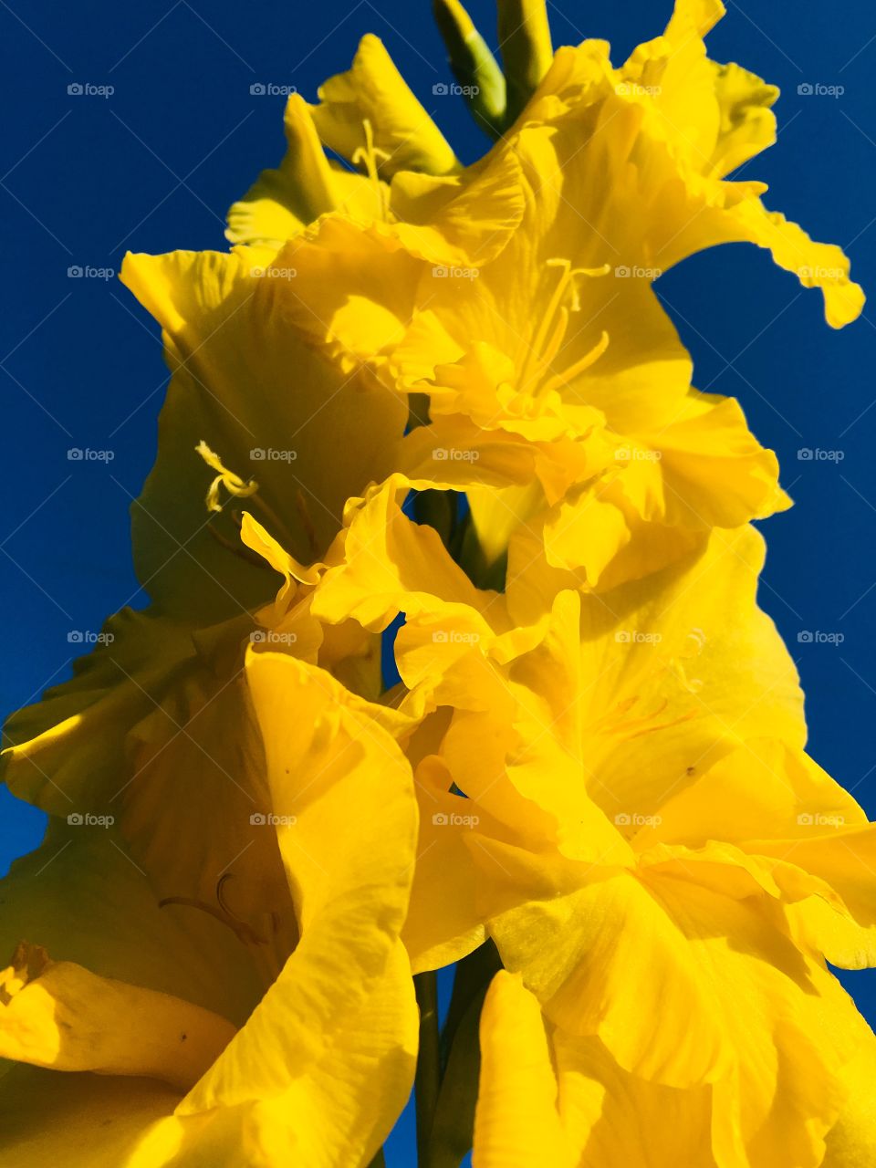 yellow flower in the late afternoon sunlight