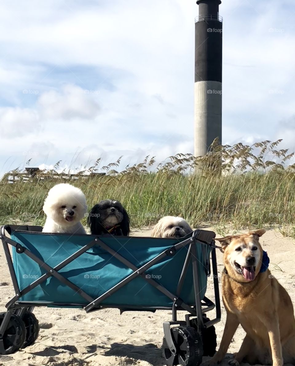 Beach pups