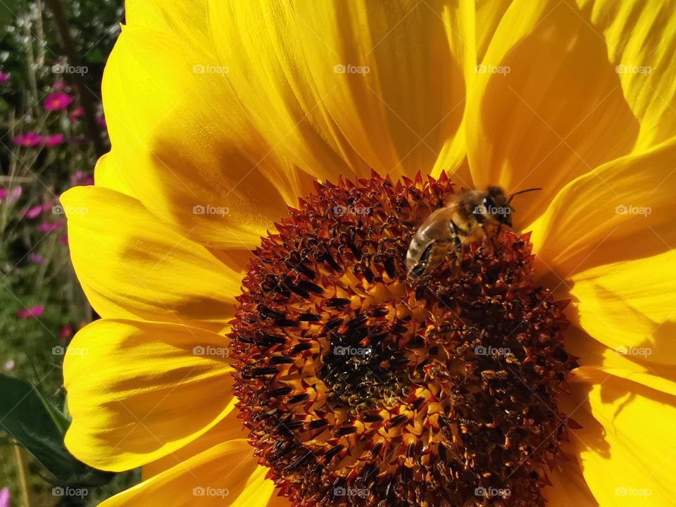 Sonnenblume mit Biene
