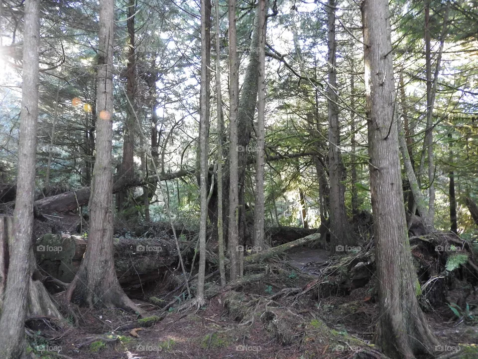 Trees