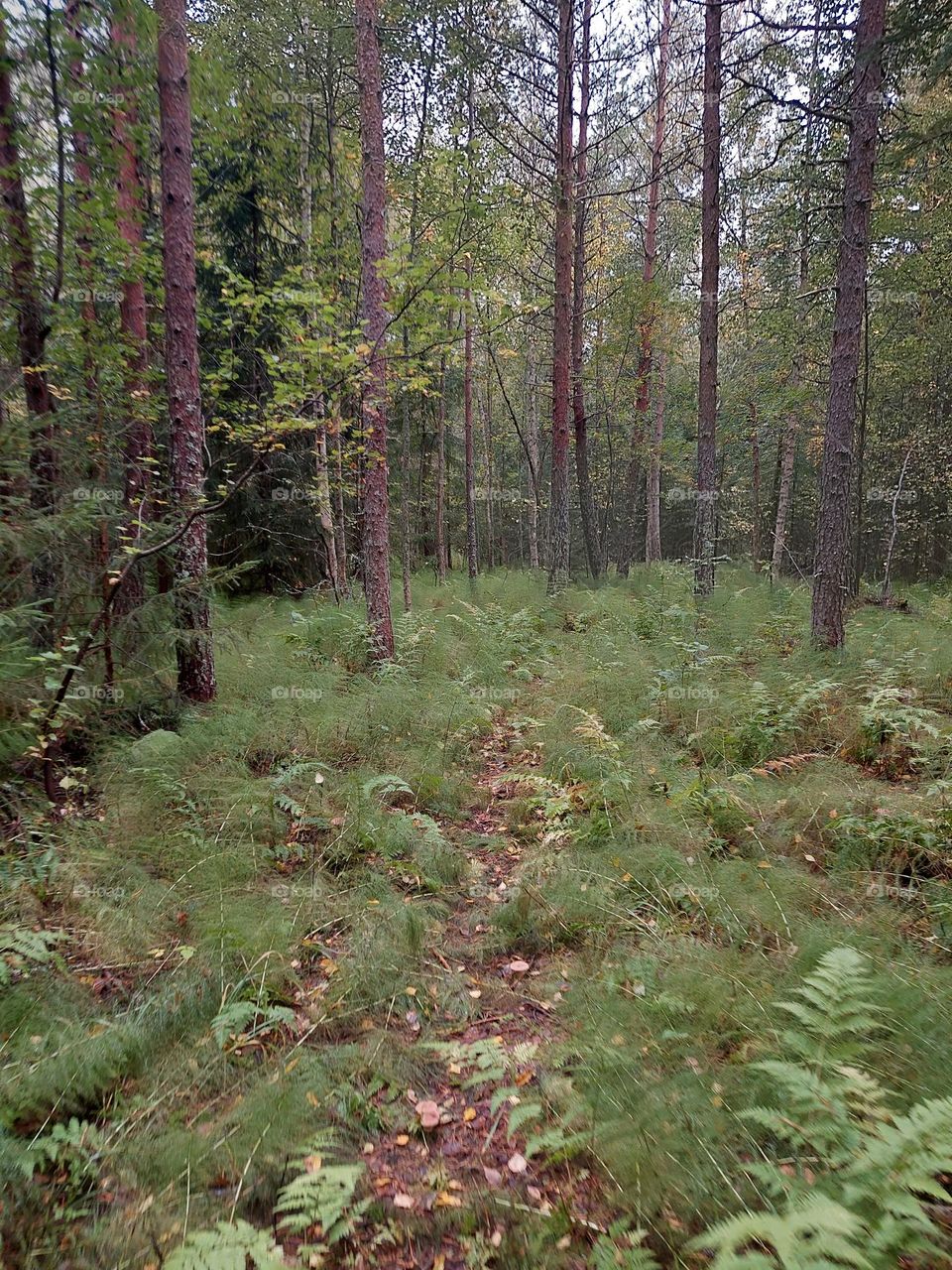 Sunday walk in the forrest