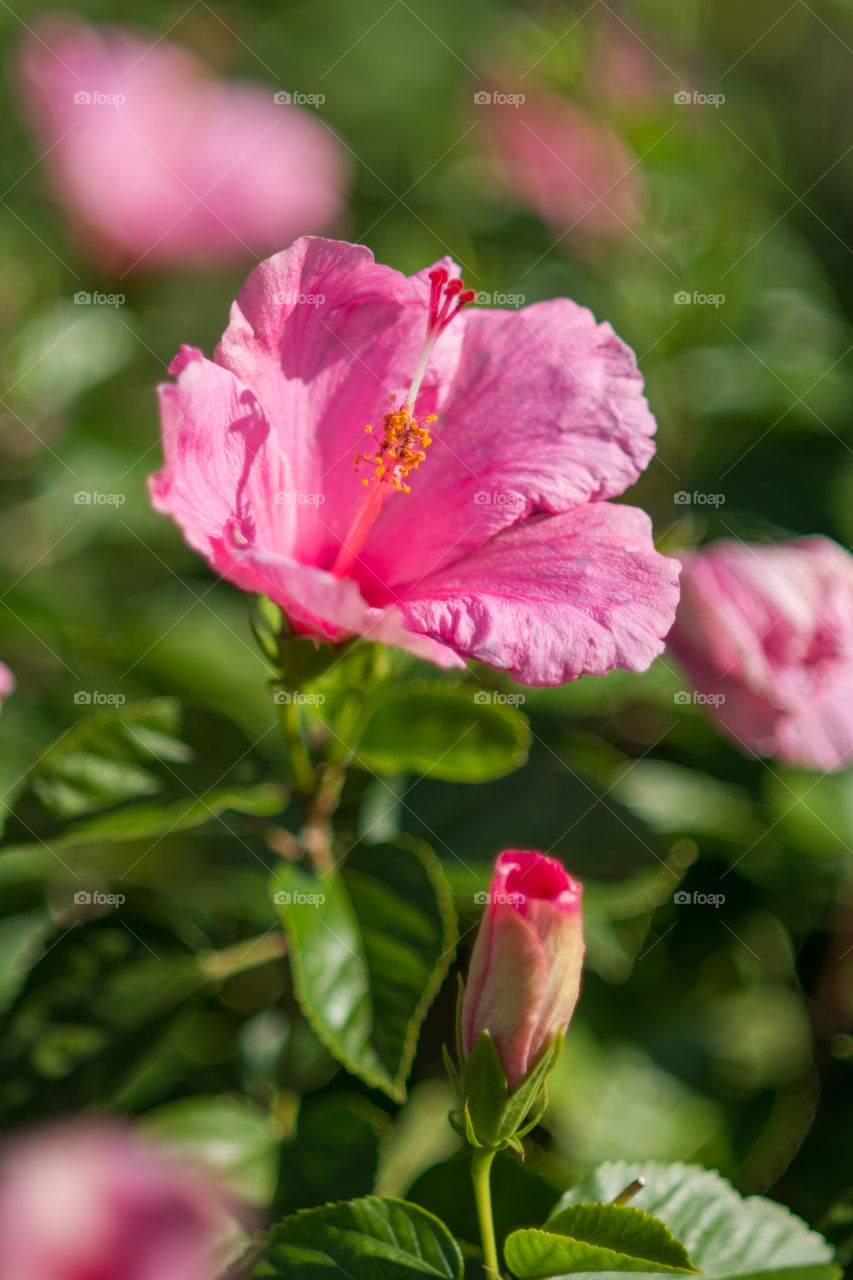 Hibiscus bloom