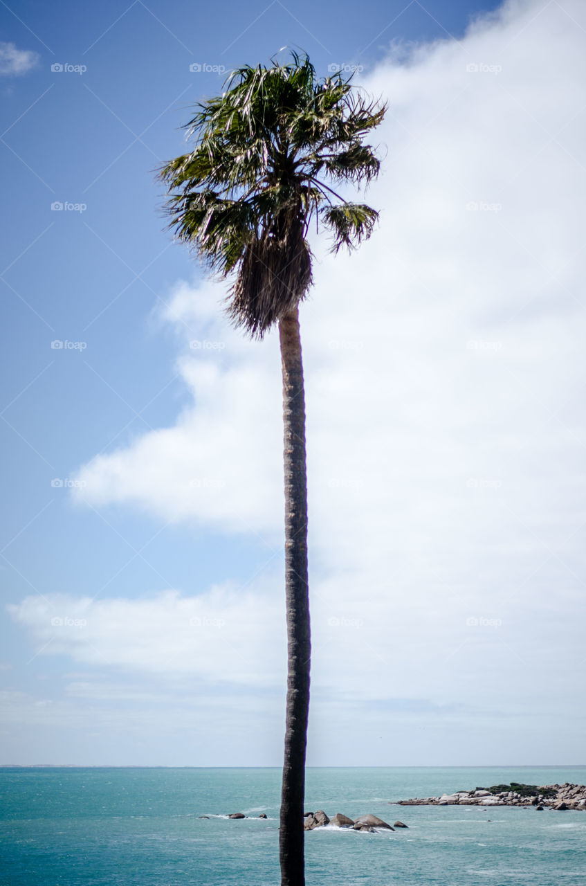 Blue sky palm