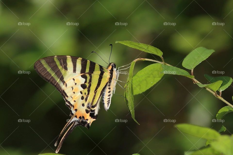 Beautiful and cute butterfly