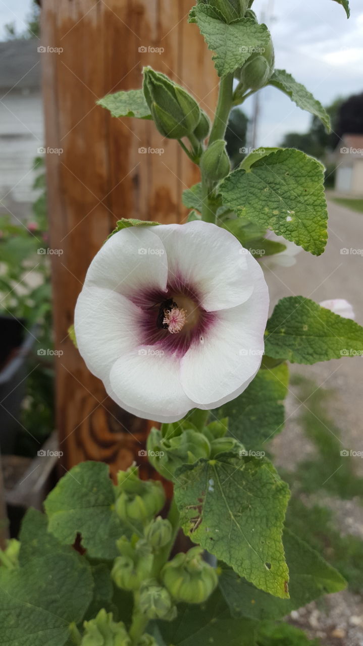 pretty flower