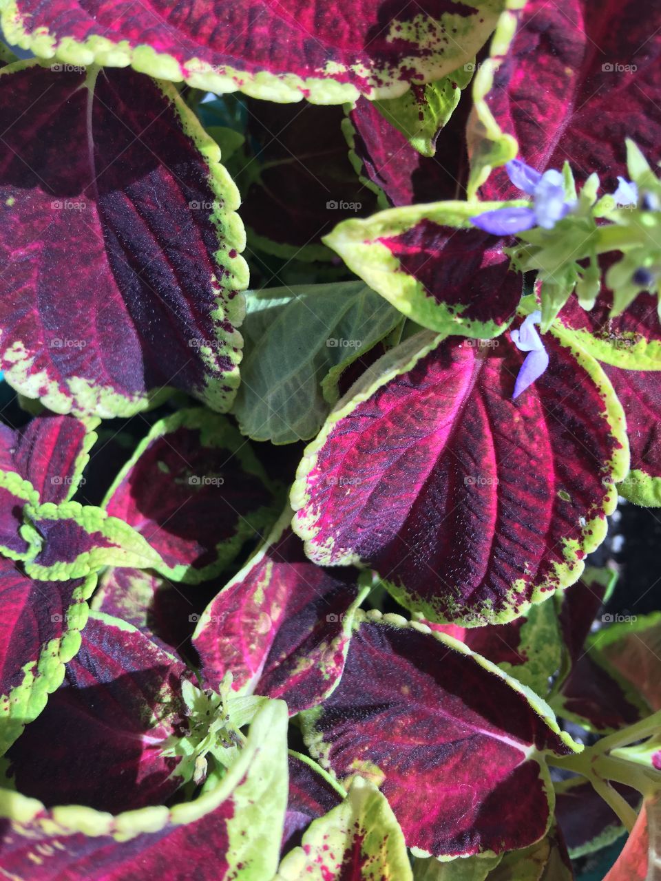 Coleus in bloom