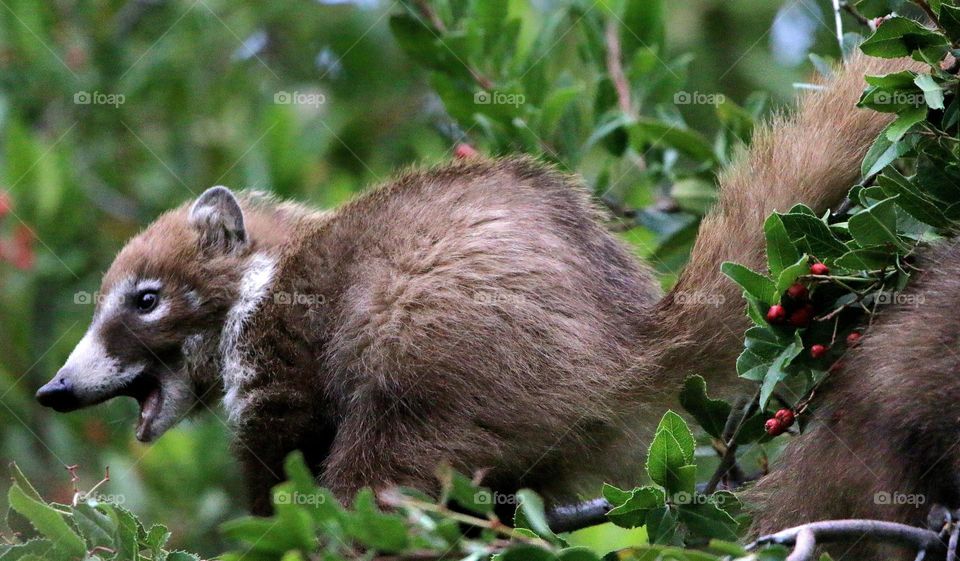 Coati Looking for Berries in Tree