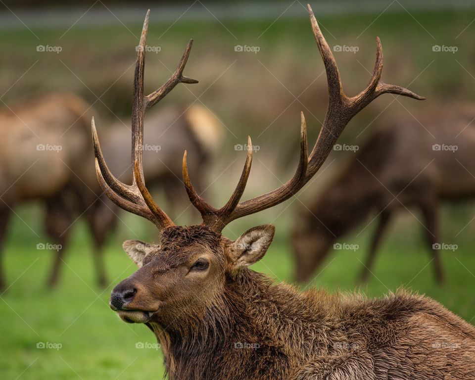 Close-up of bull elk