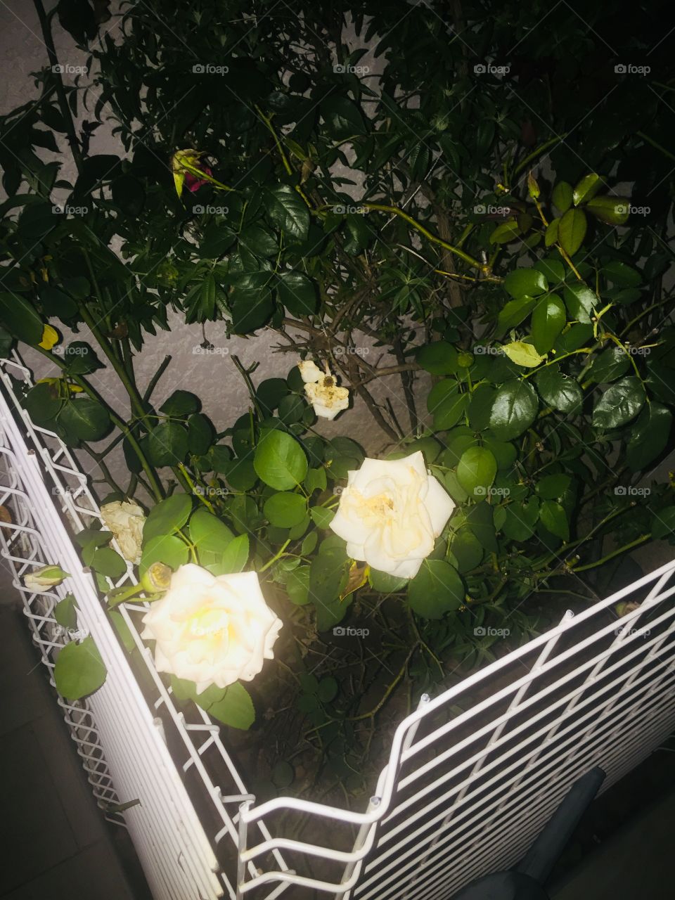 Fleur blanche 