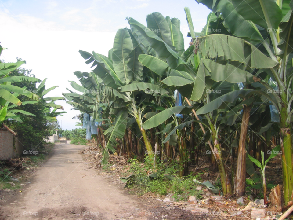 banana plantation banana plantation by izabela.cib