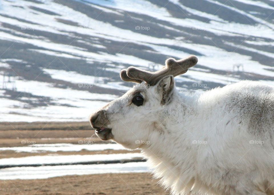 Reindeer close up.