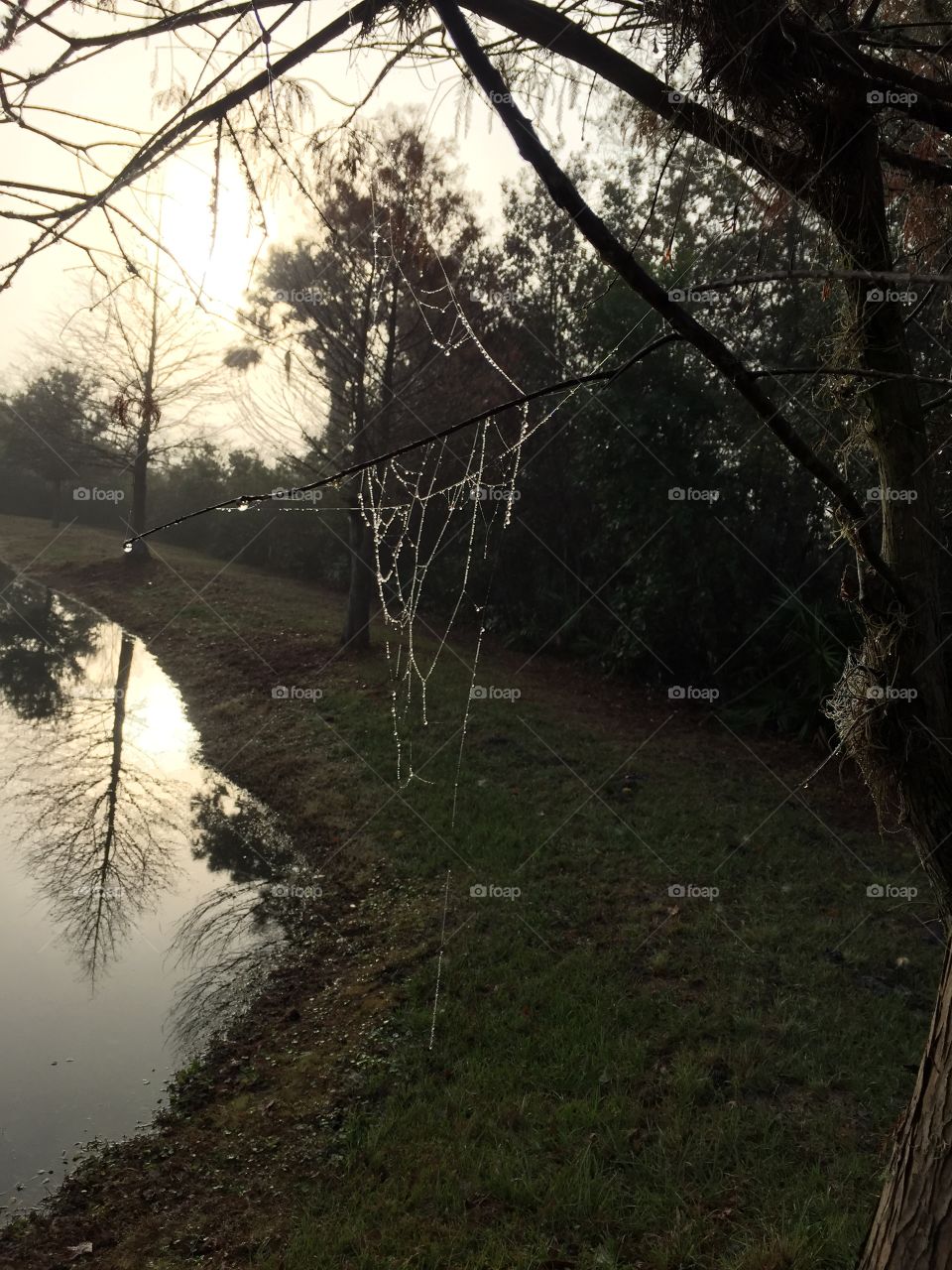 Misty morning beads on spiderweb 
