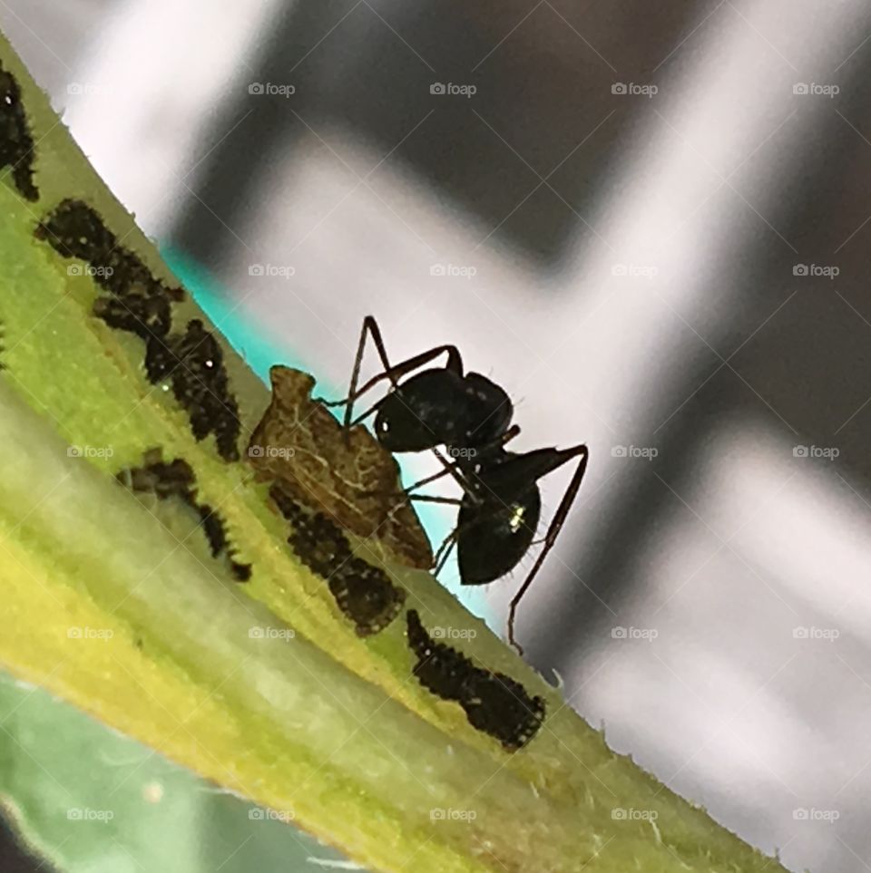 Ant with larvae's honeydew.