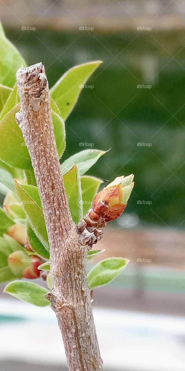 new born on the branch of the tree