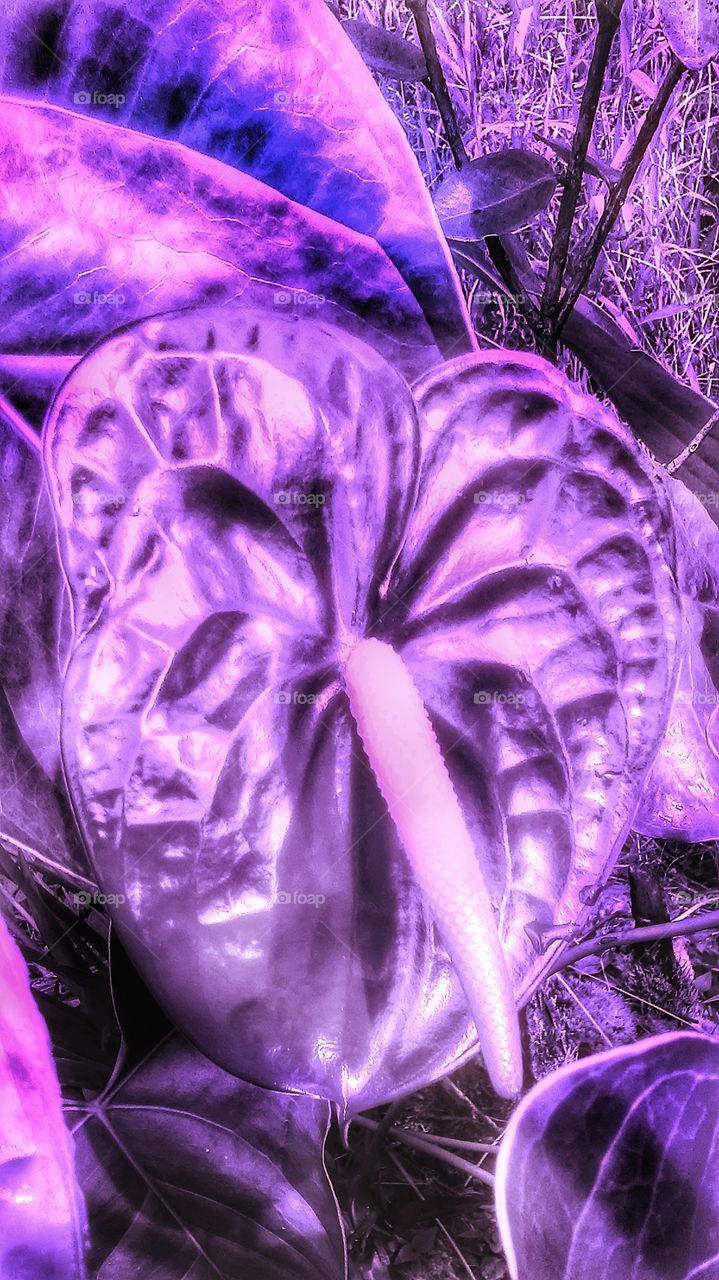 Anthurium (purple)