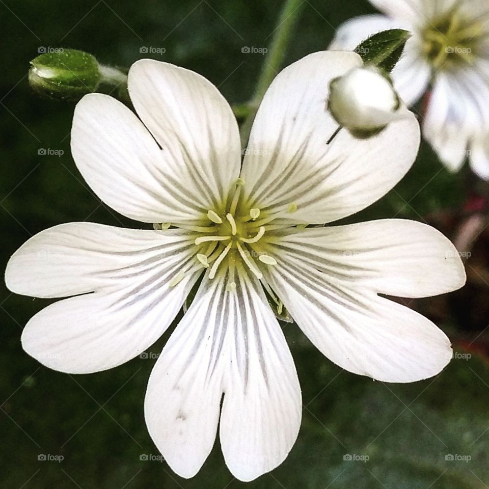 rabattblomma. öresjö