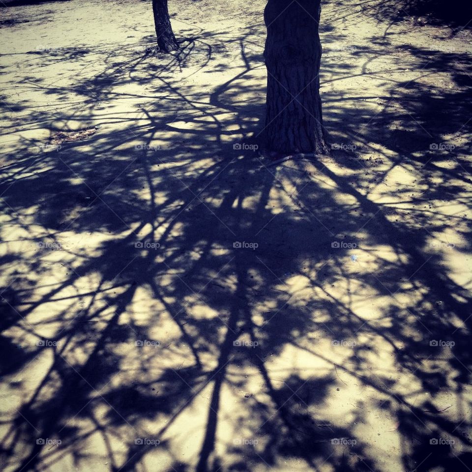 Sunny shadow tree