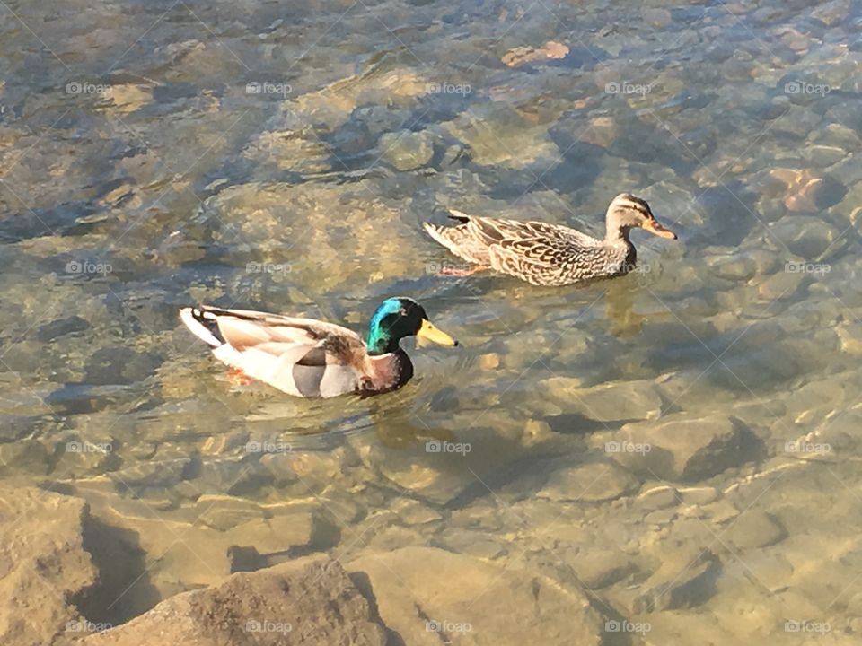 Bird, Duck, Nature, Water, No Person