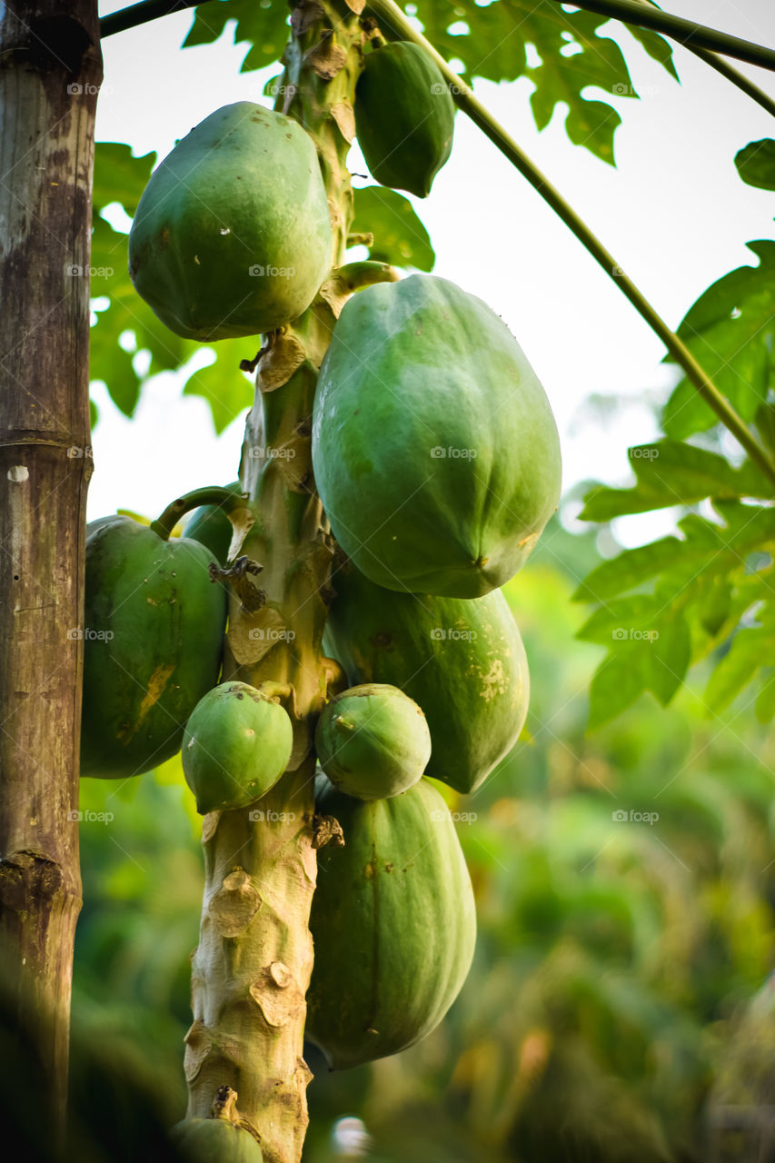 Papaya papaw or pawpaw tree with fruits. Green papaya fruits growing on papaya tree plantation and farming in popular in Usa canada UK Asia India.