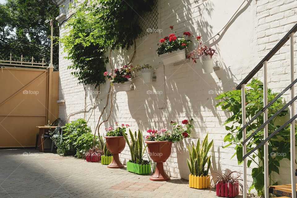 plants in city streets