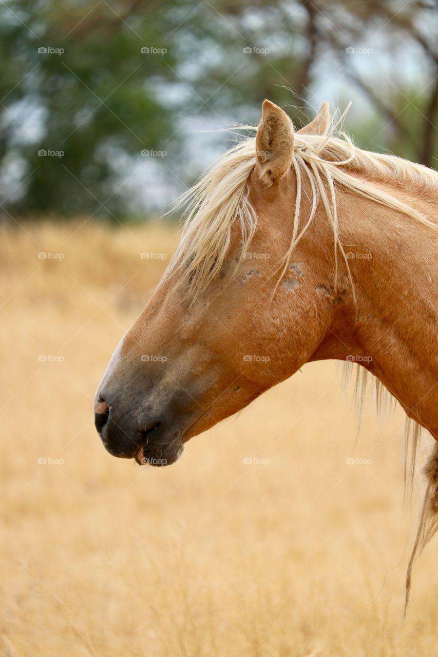 Profile headshot wild Palomino stallion in Stagecoach Nevada 