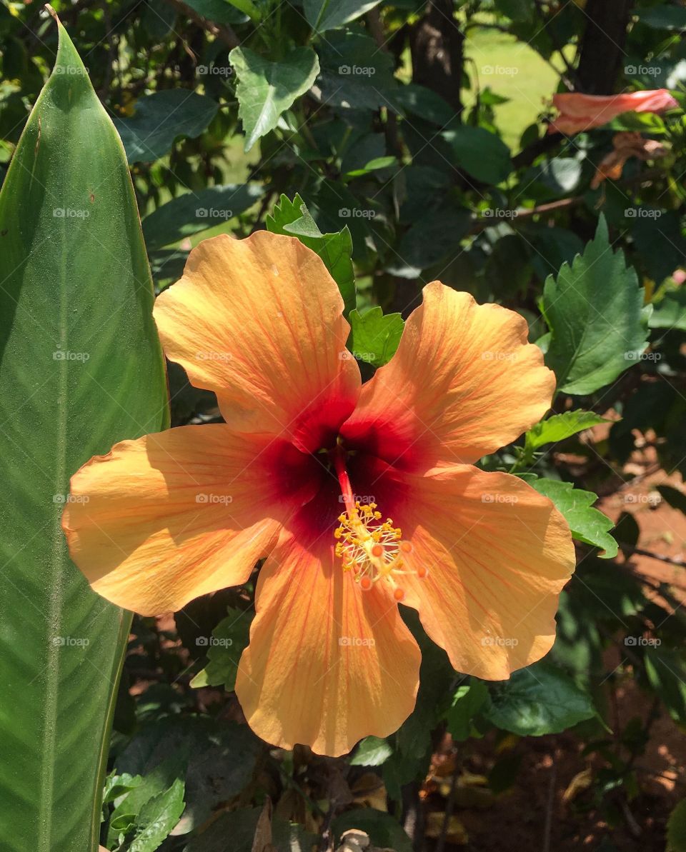 Orange Hibiscus Flower