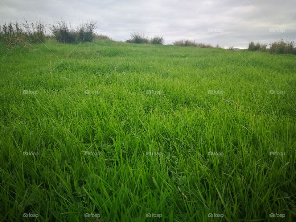 Grass fields