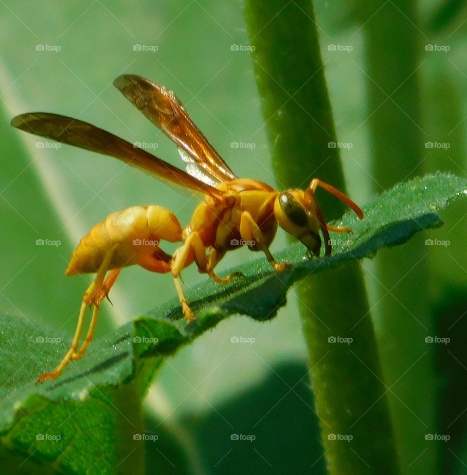 yellow wasp