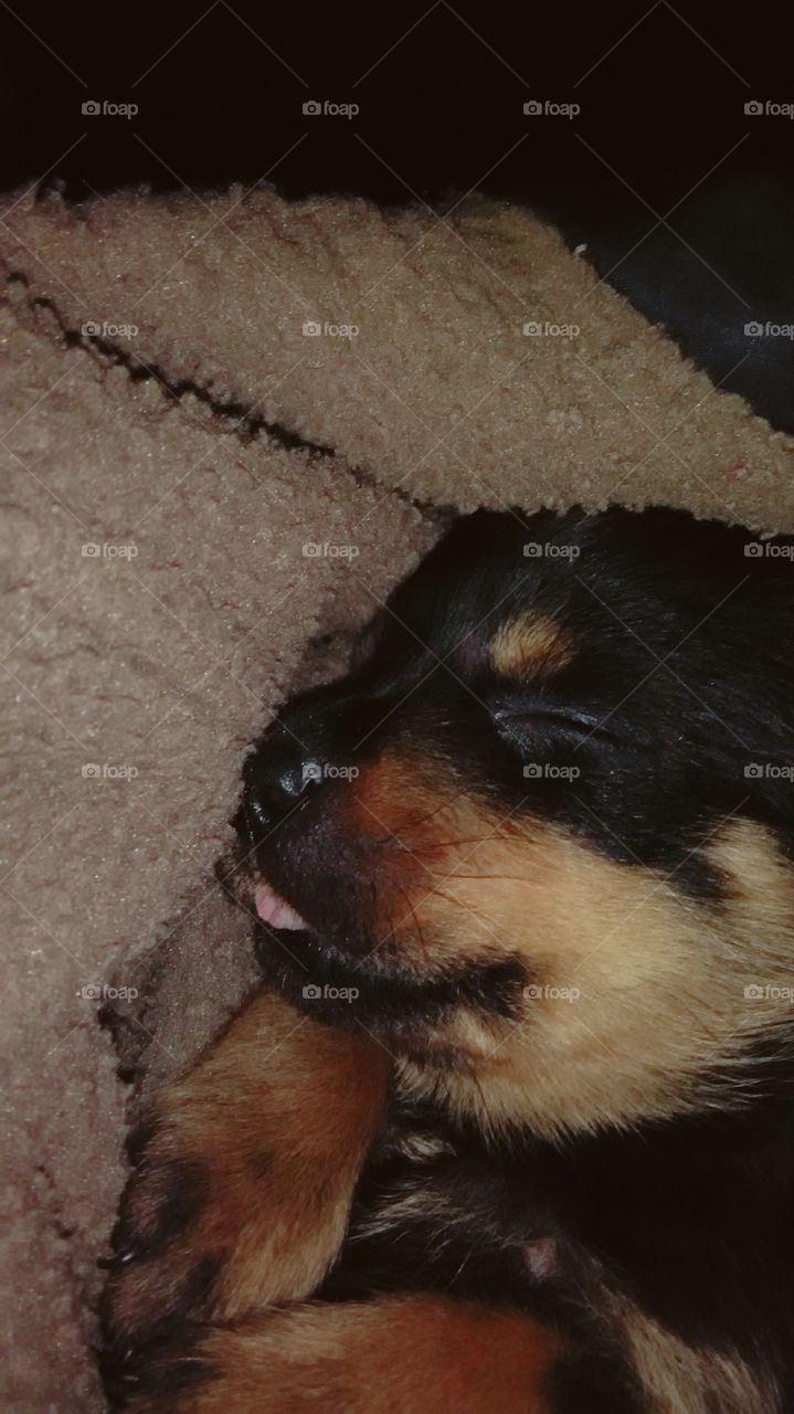 cute small snafi was sleeping after dinner.