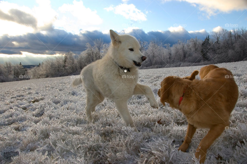 Two dogs frolic together on an ice encased field after an ice storm at