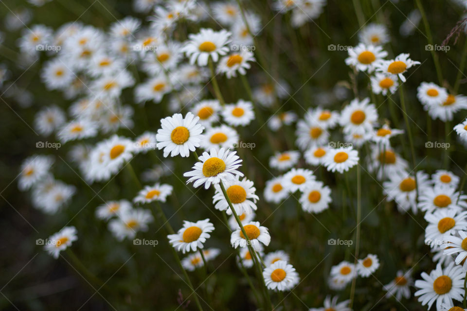 daisies